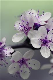 &quot;Flower Delivery Express San Diego